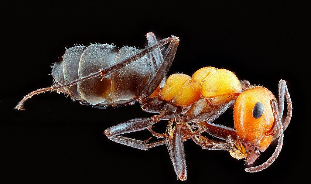 Ant Control service in Torrance, CA