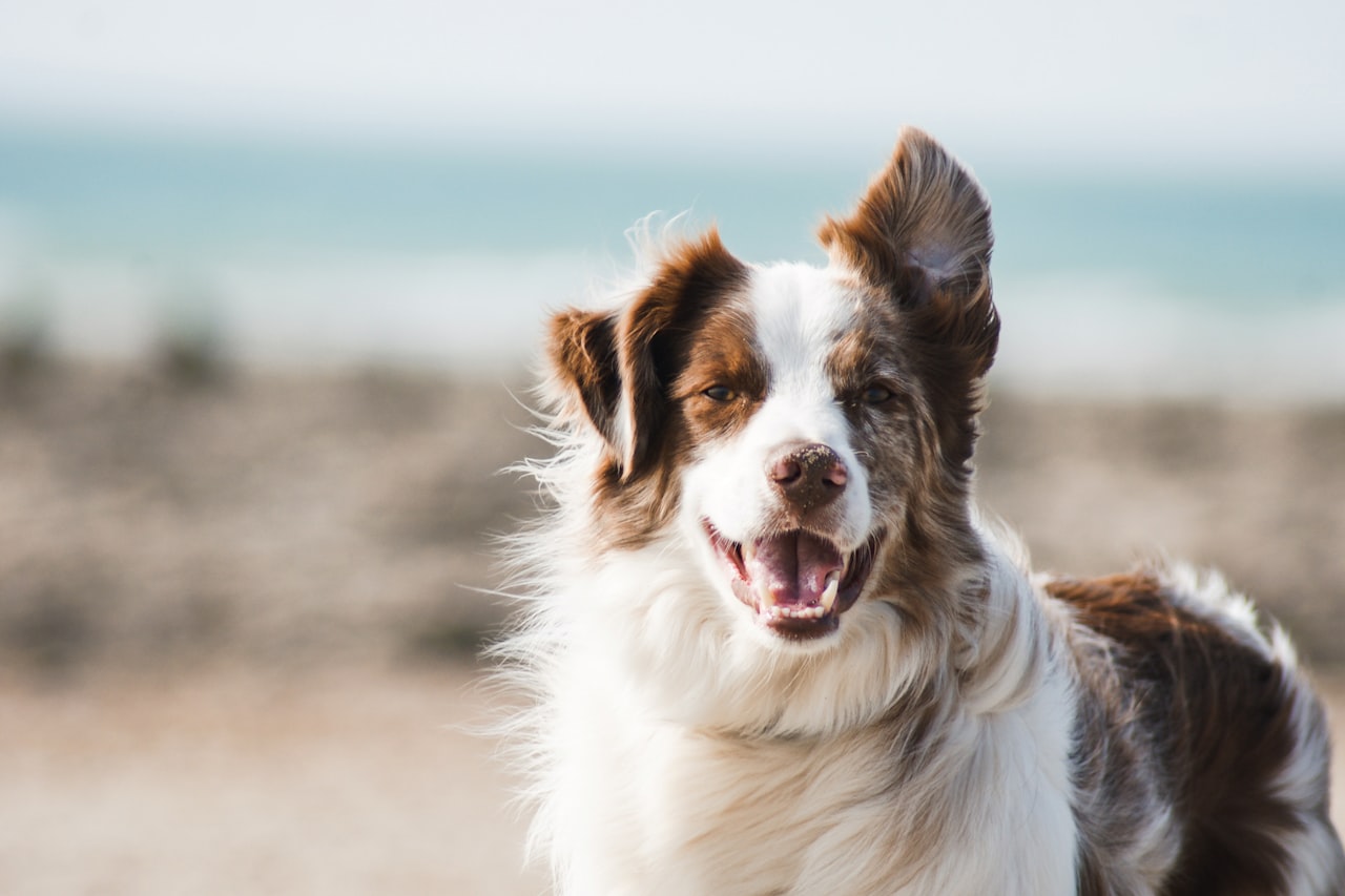 Flea & Tick Control service in Torrance, CA