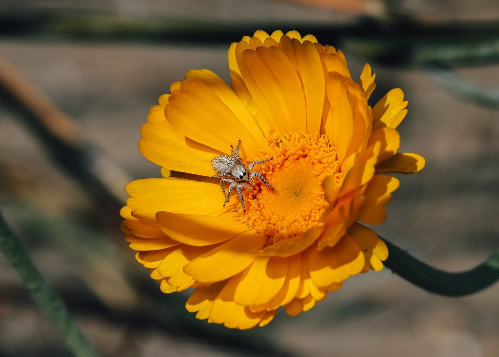 Spider Control service in Torrance, CA